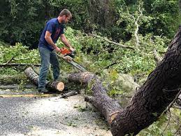 How Our Tree Care Process Works  in  Evergreen, AL