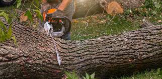 Best Tree Fertilization  in Evergreen, AL