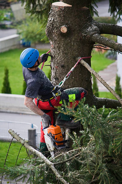 Best Commercial Tree Services  in Evergreen, AL